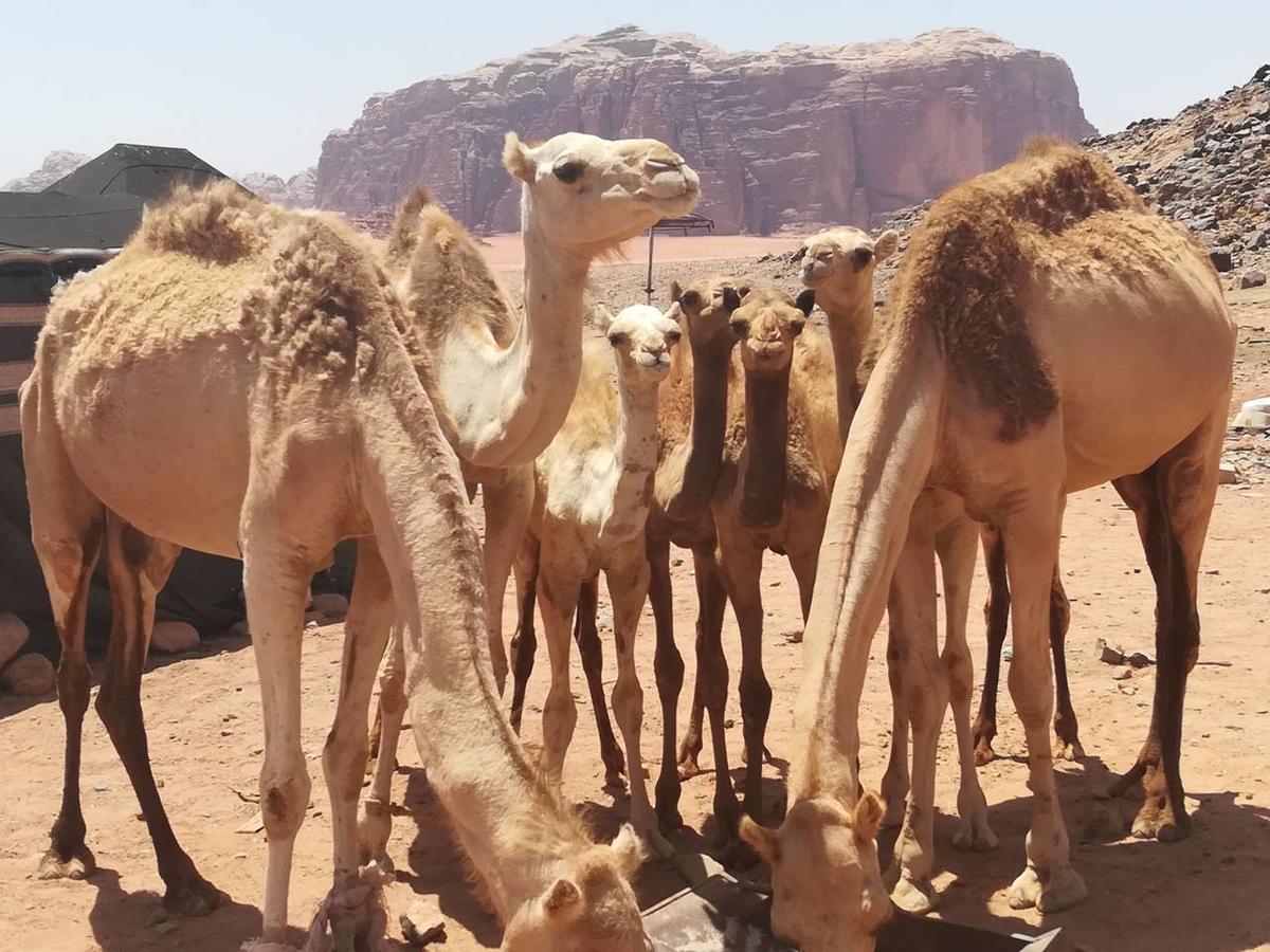 Climbers House In Wadi Rum Exteriér fotografie